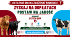baner, na nim krowy i tekst