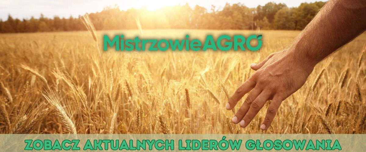 dłoń w złocistym zbożu na polu